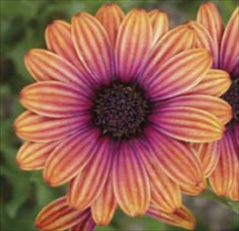 photo of flower to be used as: Pot and bedding Osteospermum Astra Light Copper