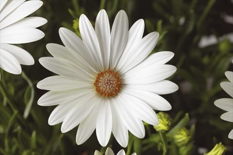 photo of flower to be used as: Pot and bedding Osteospermum Tradewinds® Pearl White
