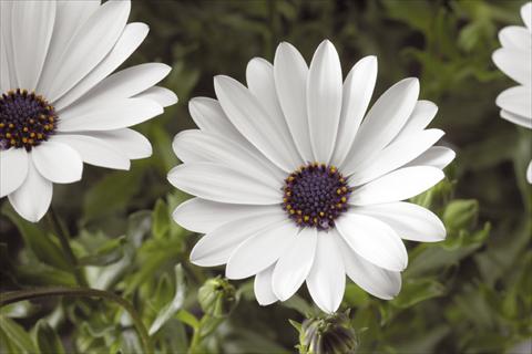 photo of flower to be used as: Pot and bedding Osteospermum Tradewinds® White