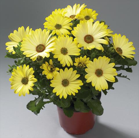 photo of flower to be used as: Pot Osteospermum Cape Daisy® Tambero
