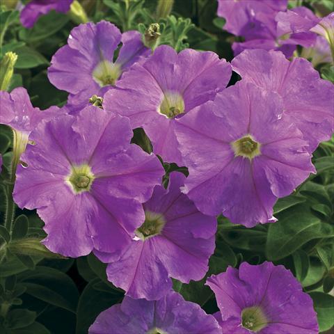 photo of flower to be used as: Pot and bedding Petunia milliflora Picobella Light Lavender
