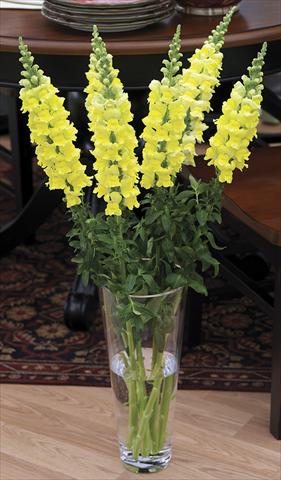 photo of flower to be used as: Pot and bedding Antirrhinum majus Overture II Yellow 08 Imp