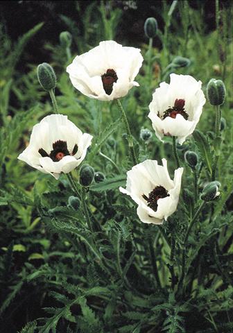 photo of flower to be used as: Bedding / border plant Papaver orientale Royal Wedding
