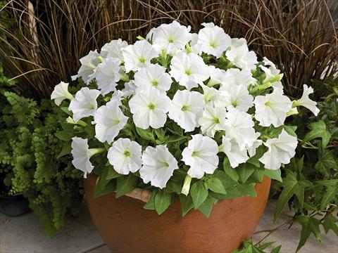 photo of flower to be used as: Pot, bedding, patio Petunia milliflora Picobella White