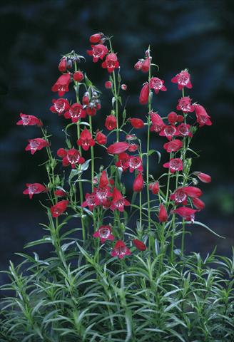 photo of flower to be used as: Pot and bedding Penstemon x mexicali Sunburst Ruby