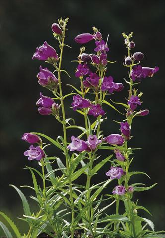 photo of flower to be used as: Bedding / border plant Penstemon x mexicali Sunburst Amethyst