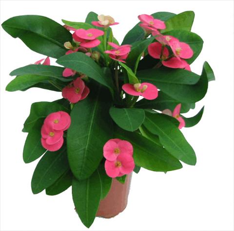 photo of flower to be used as: Pot Euphorbia x martinii Pink Cadilac