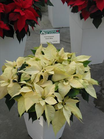 photo of flower to be used as: Pot Poinsettia - Euphorbia pulcherrima Classic White