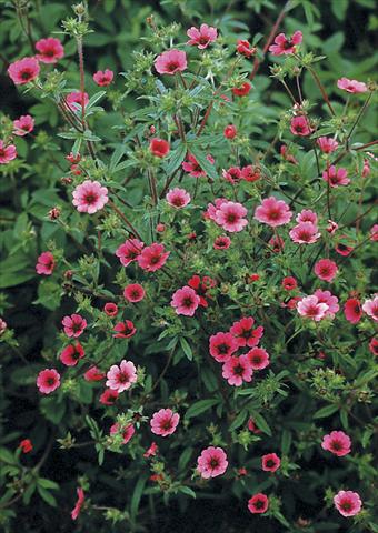 photo of flower to be used as: Bedding / border plant Potentilla nepalensis Ron McBeath