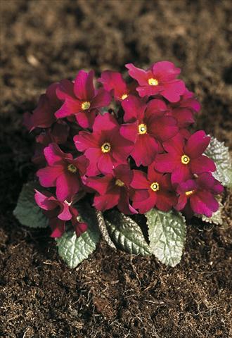 photo of flower to be used as: Pot and bedding Primula x pruhoniciana Bergfrühling® Amaranth-Red