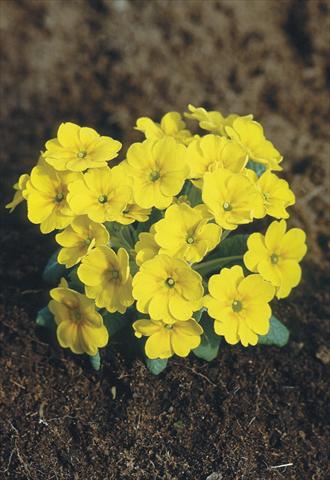 photo of flower to be used as: Pot and bedding Primula x pruhoniciana Bergfrühling® Yellow
