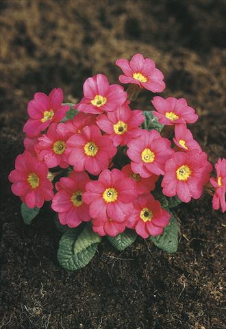 photo of flower to be used as: Pot and bedding Primula x pruhoniciana Bergfrühling® Pink