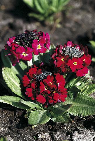 photo of flower to be used as: Pot and bedding Primula denticulata Rubin Selection