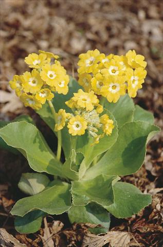 photo of flower to be used as: Pot and bedding Primula x pubescens Exhibition Yellow