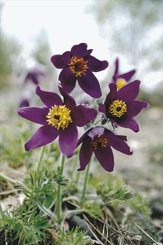 photo of flower to be used as: Bedding / border plant Pulsatilla vulgaris Blaue Glocke (Violet Bells)