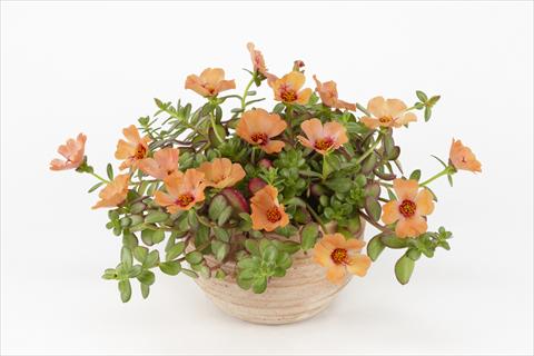 photo of flower to be used as: Pot, bedding, patio, basket Portulaca Duna® Peach
