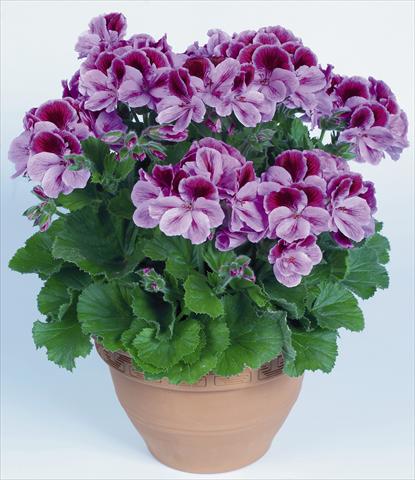 photo of flower to be used as: Pot Pelargonium grandiflorum pac® Aristo® Clarina