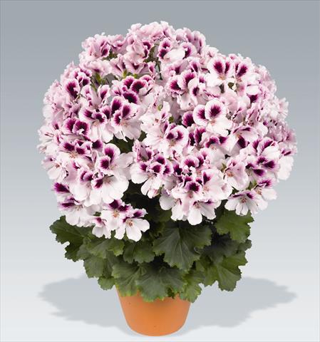photo of flower to be used as: Pot, bedding, patio Pelargonium grandiflorum pac® Aristo® Petticoat