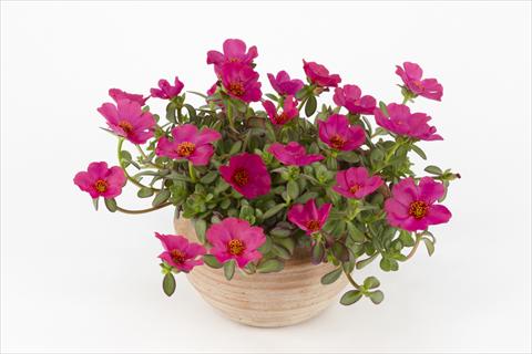 photo of flower to be used as: Pot, bedding, patio, basket Portulaca Duna® Purple