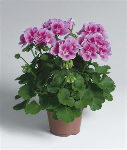 photo of flower to be used as: Patio, pot Pelargonium zonale Flower Fairy Rose