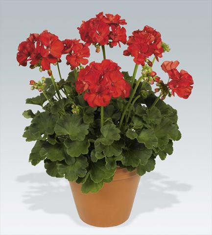 photo of flower to be used as: Pot, bedding, patio Pelargonium zonale pac® Hidemi
