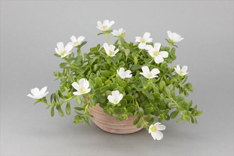 photo of flower to be used as: Pot, bedding, patio, basket Portulaca Duna® White