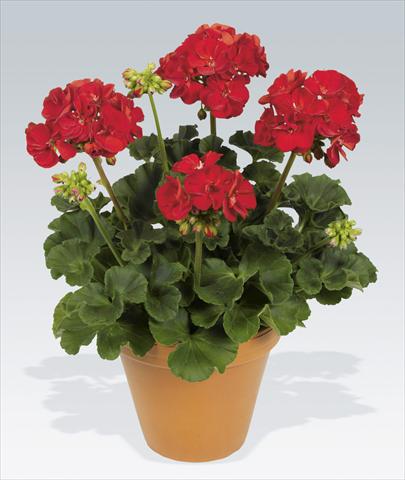 photo of flower to be used as: Pot, bedding, patio Pelargonium zonale pac® Victor Improved