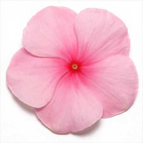 photo of flower to be used as: Pot and bedding Catharanthus roseus - Vinca Pacifica Blush XP