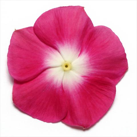 photo of flower to be used as: Pot and bedding Catharanthus roseus - Vinca Pacifica Burgundy Halo XP