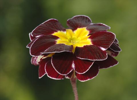 photo of flower to be used as: Pot, bedding, patio, basket Primula x tommasinii You and Me Maroon Laced F1