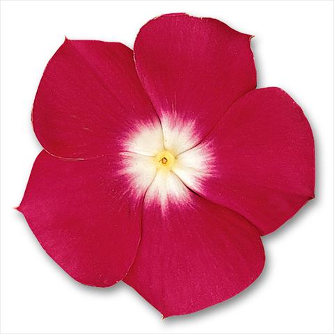 photo of flower to be used as: Pot and bedding Catharanthus roseus - Vinca Pacifica Cherry Red Halo
