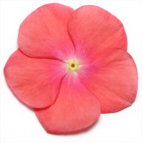photo of flower to be used as: Pot and bedding Catharanthus roseus - Vinca Pacifica Coral XP