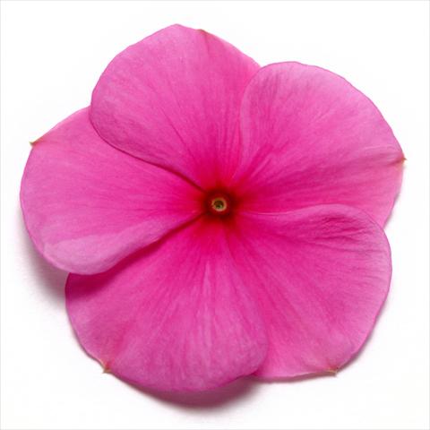 photo of flower to be used as: Pot and bedding Catharanthus roseus - Vinca Pacifica Lilac XP