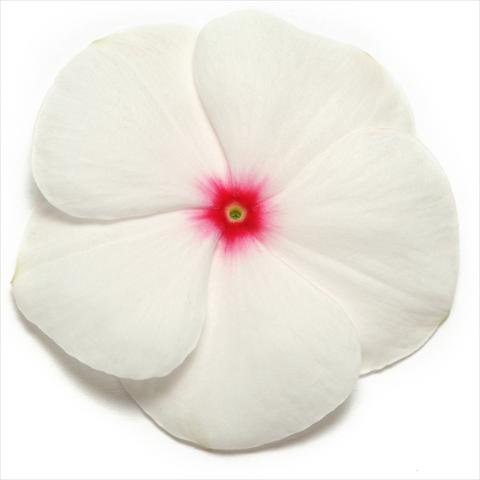 photo of flower to be used as: Pot and bedding Catharanthus roseus - Vinca Pacifica Polka Dot XP