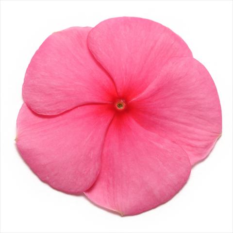 photo of flower to be used as: Pot and bedding Catharanthus roseus - Vinca Pacifica Punch XP