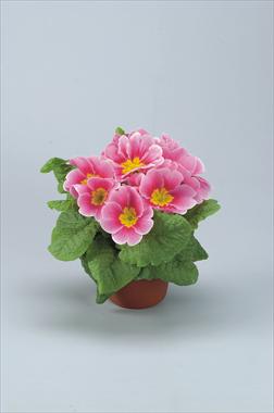 photo of flower to be used as: Pot and bedding Primula acaulis, veris, vulgaris Eblo Fior di melo