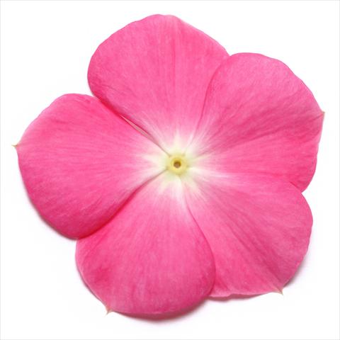 photo of flower to be used as: Pot and bedding Catharanthus roseus - Vinca Pacifica Rose Halo XP