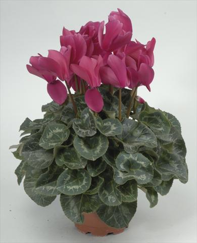 photo of flower to be used as: Pot and bedding Cyclamen persicum Rainier Purple