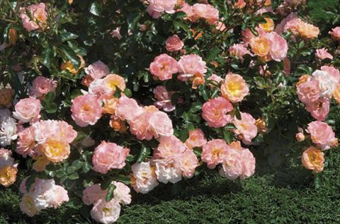 photo of flower to be used as: Bedding / border plant Rosa paesaggistica Peach Drift®