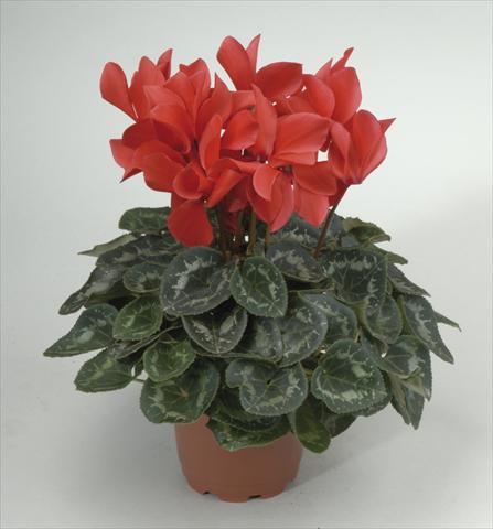 photo of flower to be used as: Pot and bedding Cyclamen persicum Rainier Scarlet