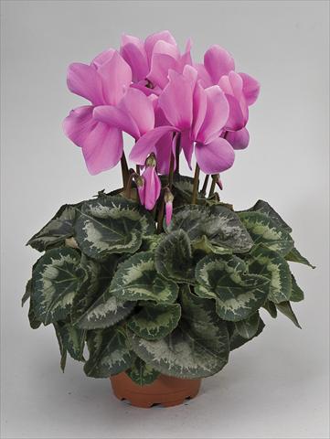 photo of flower to be used as: Pot and bedding Cyclamen persicum Rainier Lilac