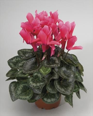 photo of flower to be used as: Pot and bedding Cyclamen persicum Rainier Rose