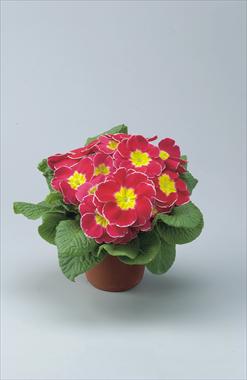 photo of flower to be used as: Pot and bedding Primula acaulis, veris, vulgaris Eblo Rosa