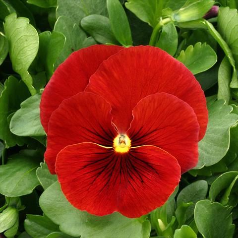 photo of flower to be used as: Pot, bedding, patio Viola wittrockiana Magnum Scarlet