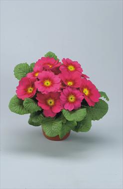 photo of flower to be used as: Pot and bedding Primula acaulis, veris, vulgaris Eblo Lampone