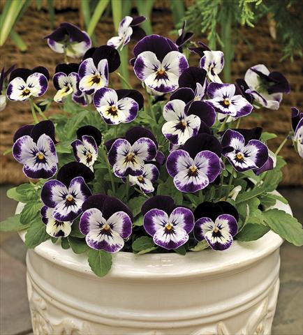 photo of flower to be used as: Pot and bedding Viola cornuta Penny Mickey