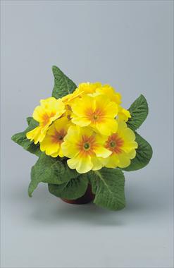 photo of flower to be used as: Pot and bedding Primula acaulis, veris, vulgaris Eblo Giallo