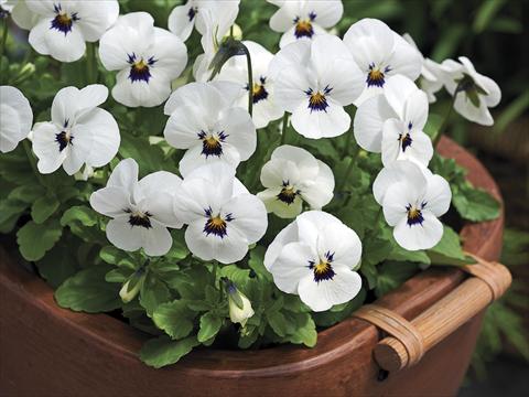 photo of flower to be used as: Pot and bedding Viola cornuta Penny White Blotch