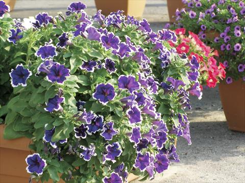 photo of flower to be used as: Pot, bedding, patio, basket Petunia Happy Evita