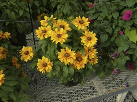 photo of flower to be used as: Pot and bedding Rudbeckia hirta Tiger Eye